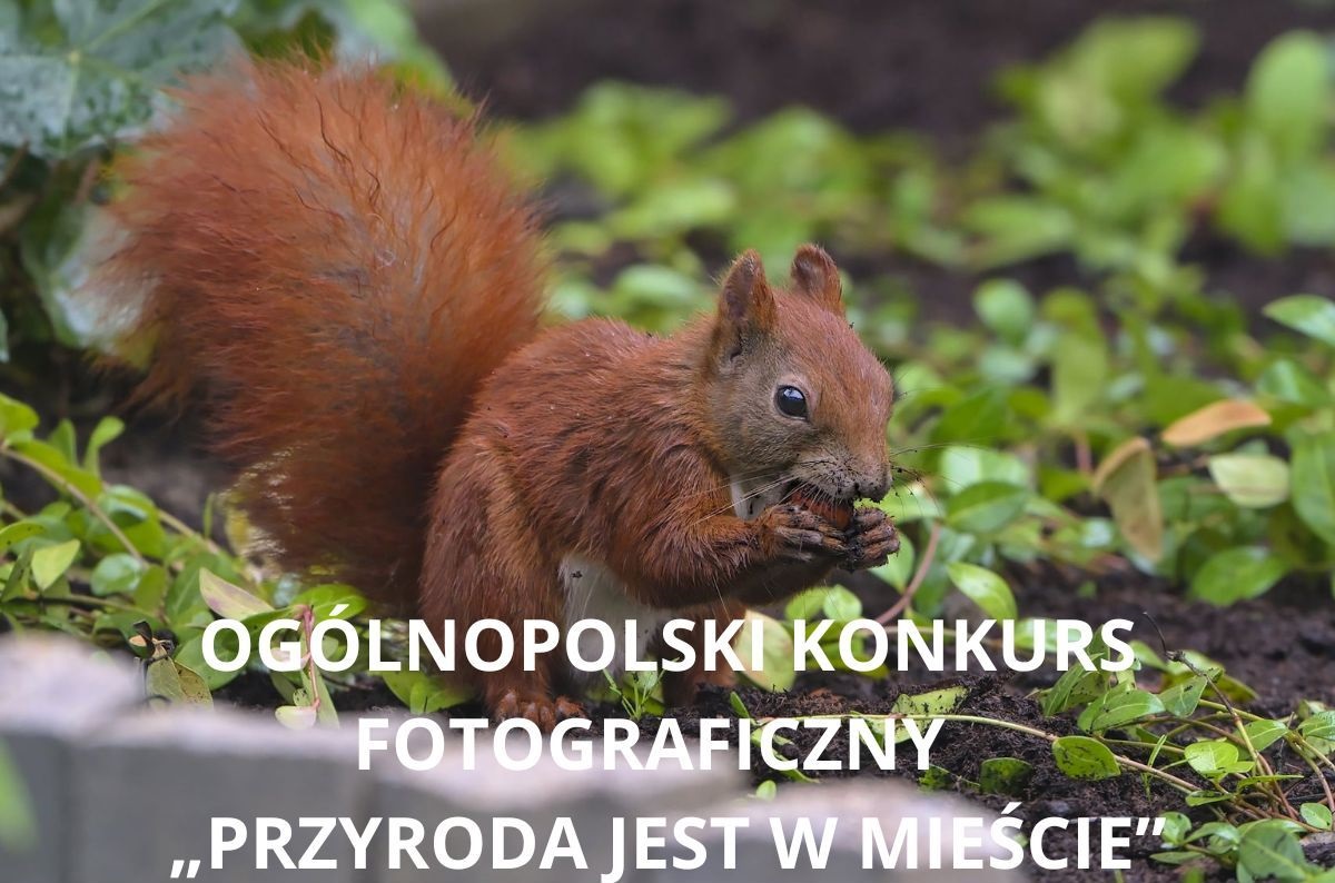 ogolnopolski-konkurs-fotograficzny-przyroda-jest-w-miescie-679349.jpg