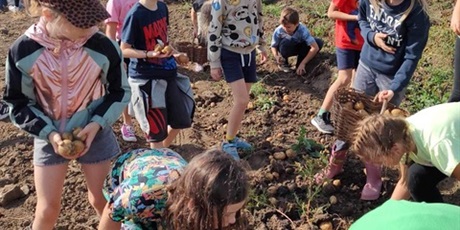 Powiększ grafikę: Wielobarwna fotografia w kształcie prostokąta stojącego przedstawiająca dzieci z klasy 2A i 2C podczas zbierania ziemniaków.