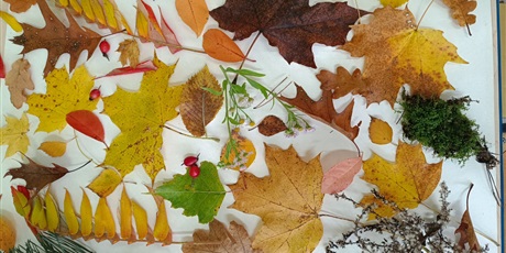 Powiększ grafikę: Wielobarwna fotografia w kształcie prostokąta leżącego przedstawiająca kolorowe jesienne liście.