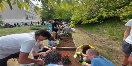 Powiększ grafikę: Barwna fotografia w kształcie prostokąta leżącego, przedstawiająca grupę uczniów przy rabatkach sadzących rośliny. W tle  inne grupy sadzące rośliny oraz budynek szkoły.